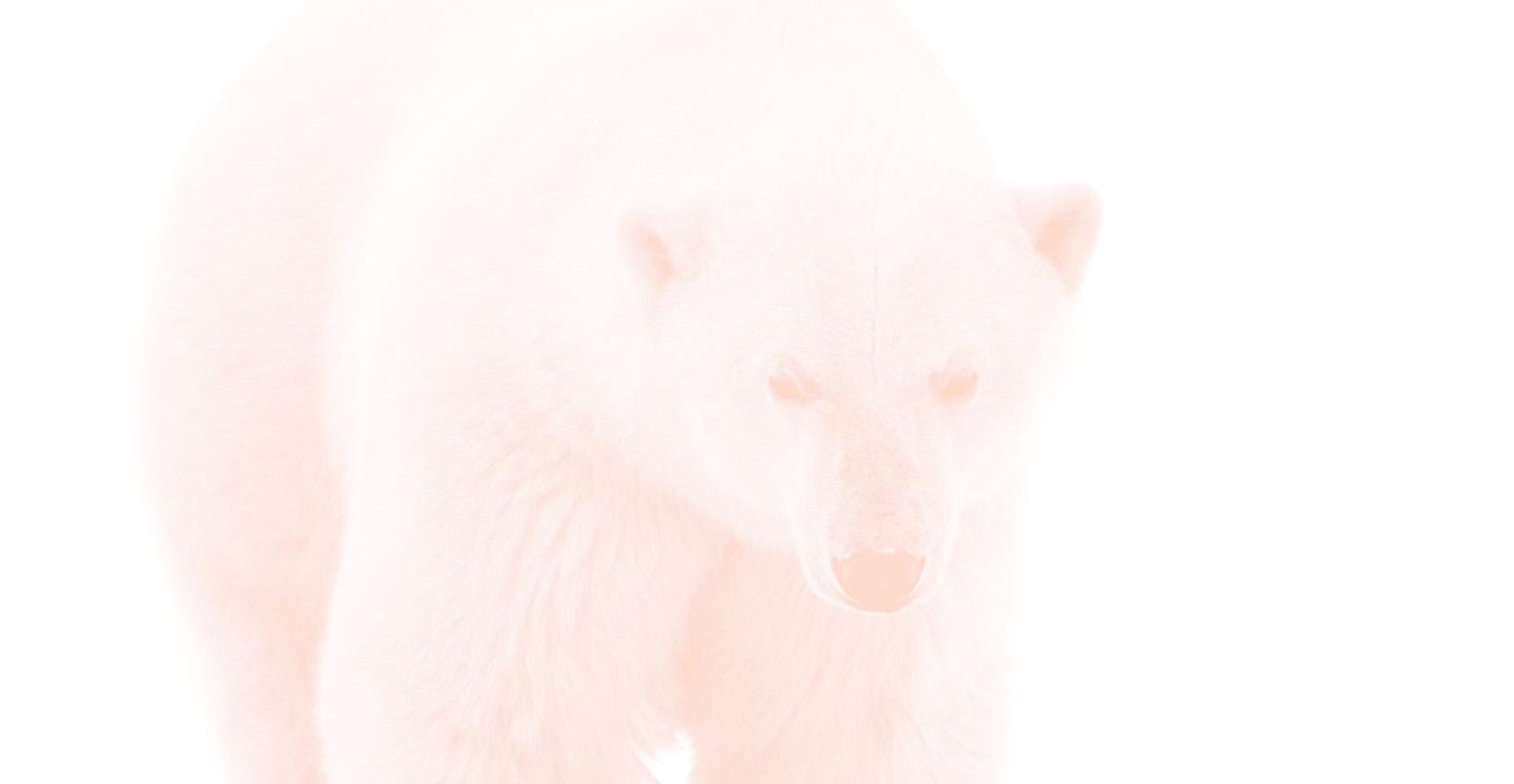 北极熊背景